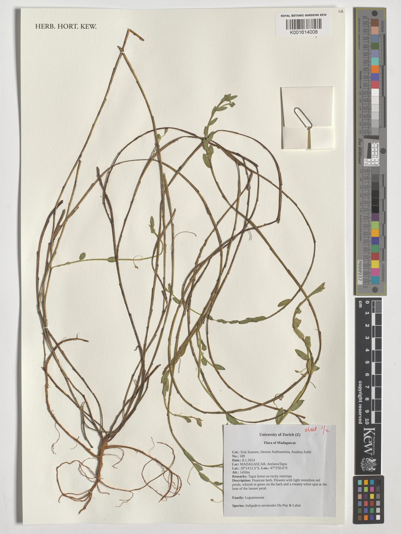 Indigofera zornioides