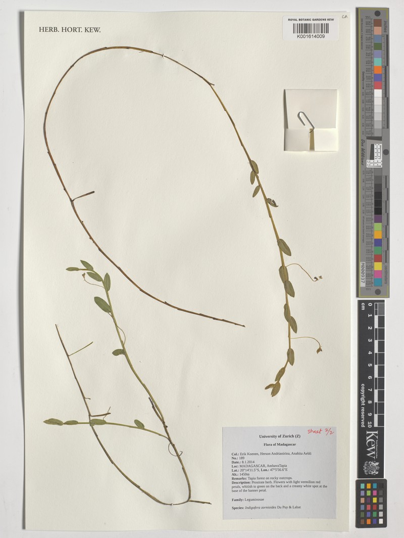 Indigofera zornioides photo 2
