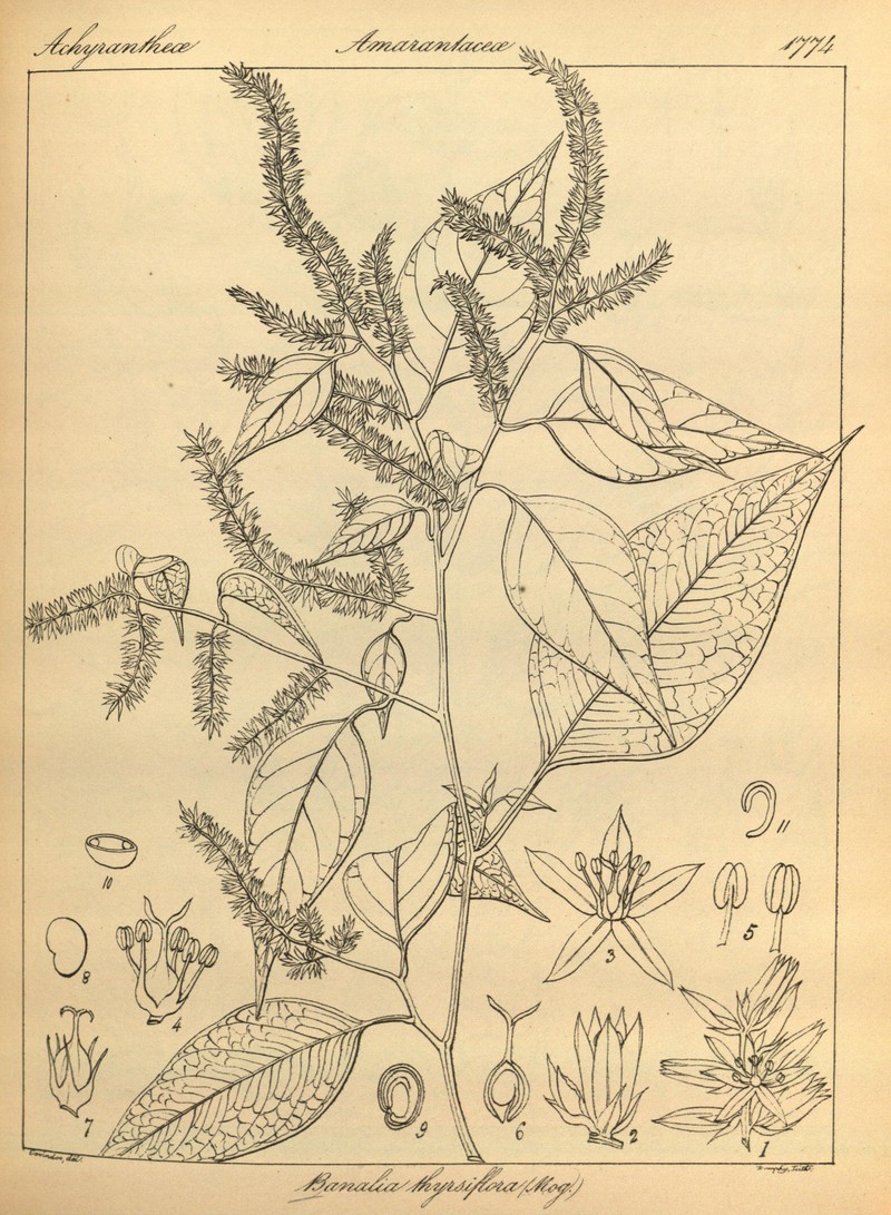 Indobanalia thyrsiflora