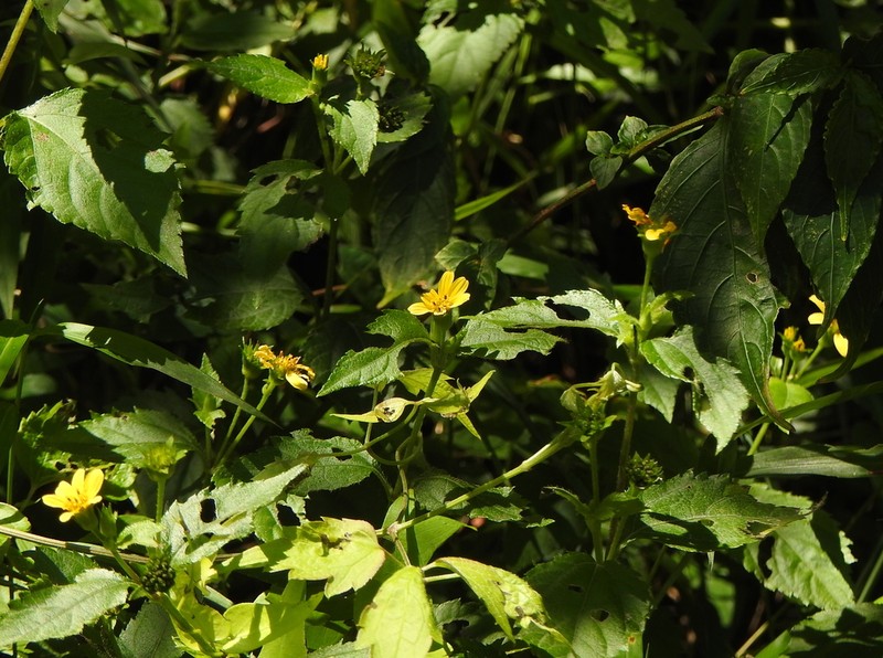 Indocypraea montana