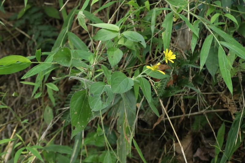 Indocypraea montana photo 3
