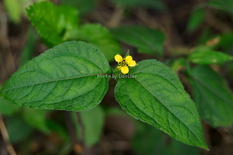 Indocypraea montana photo 8