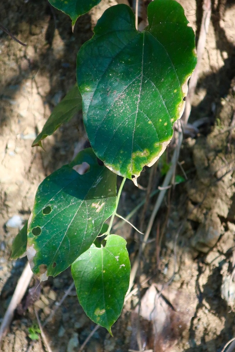 Indofevillea khasiana
