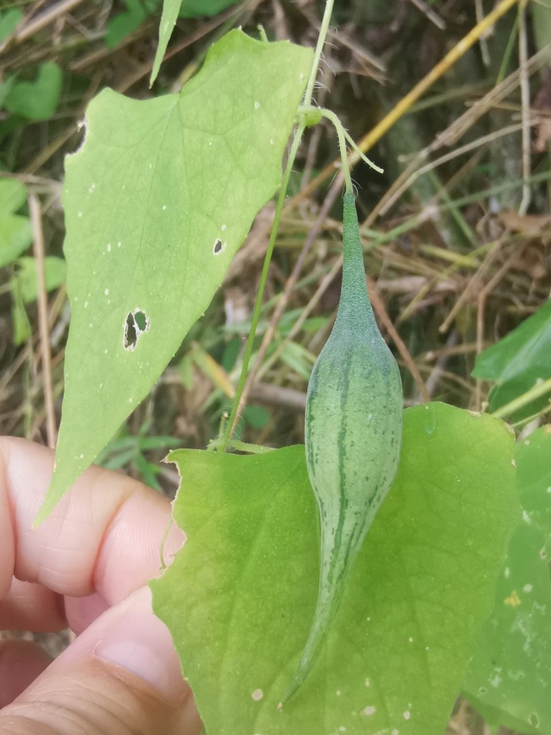 Indomelothria blumei