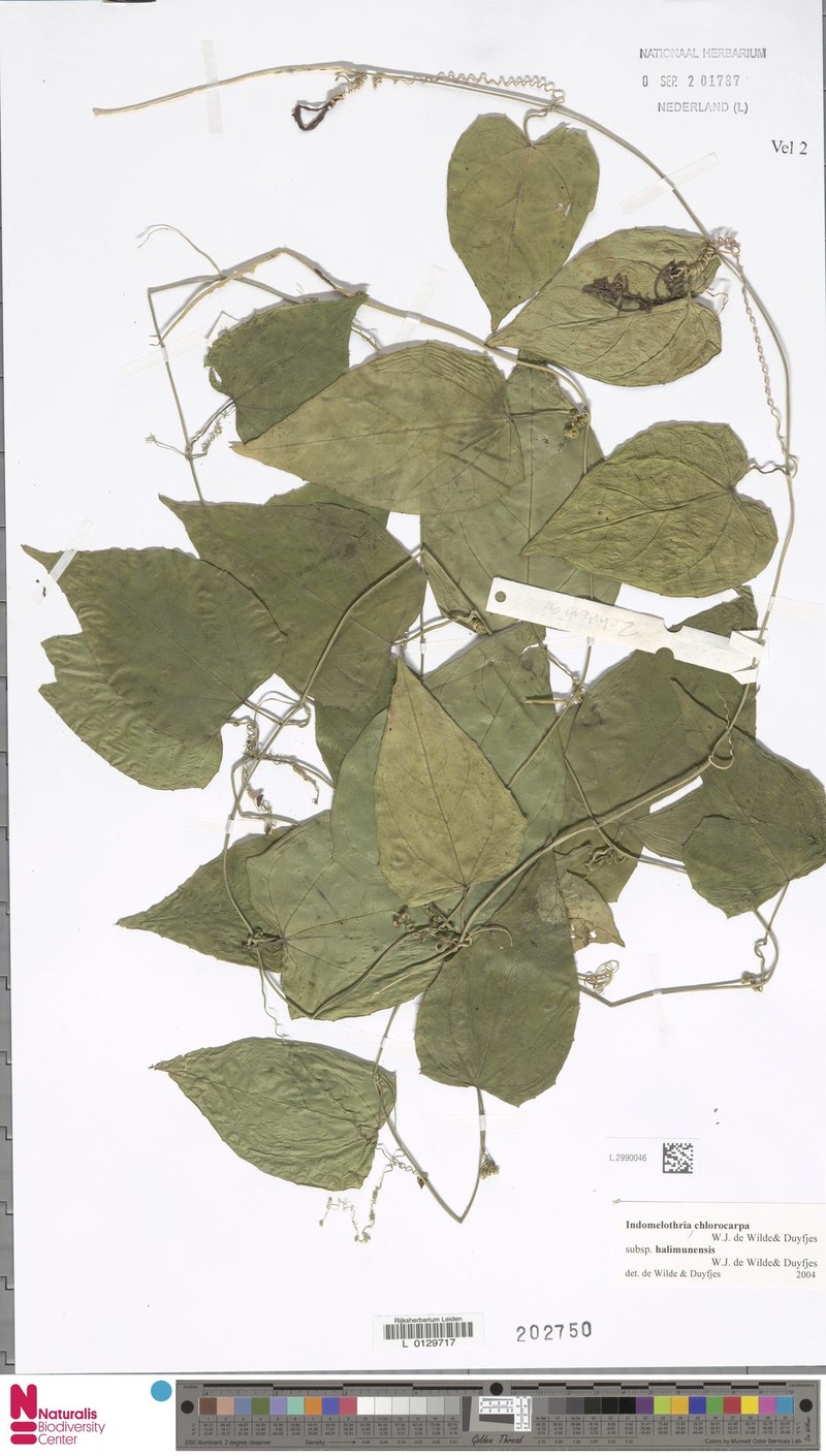 Indomelothria chlorocarpa photo 2