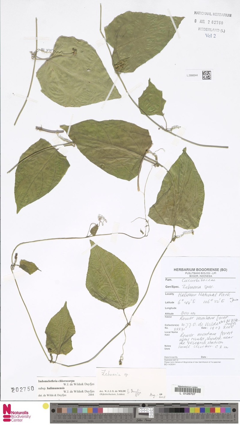 Indomelothria chlorocarpa photo 3