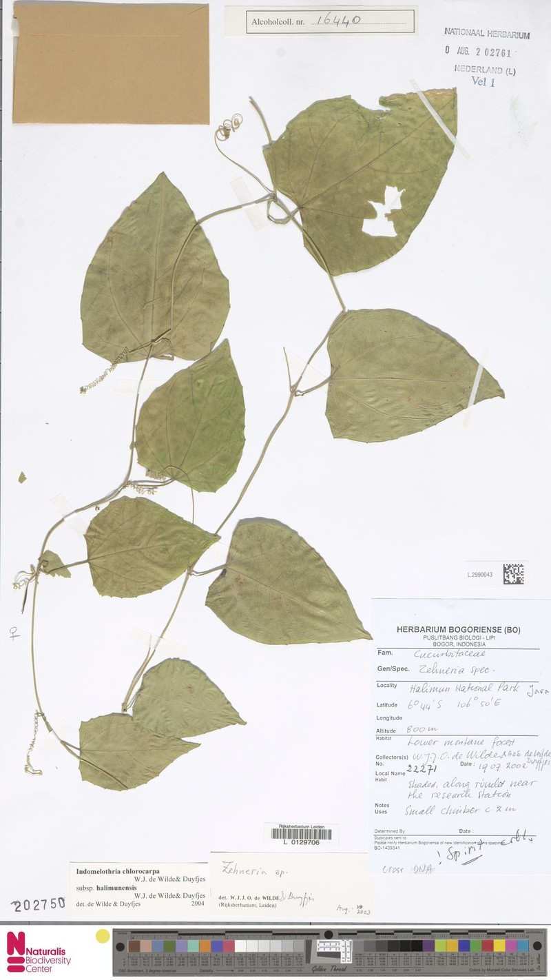 Indomelothria chlorocarpa photo 4