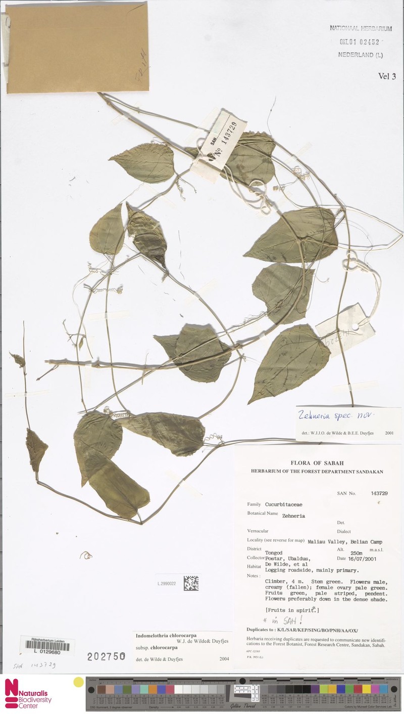 Indomelothria chlorocarpa subsp. chlorocarpa