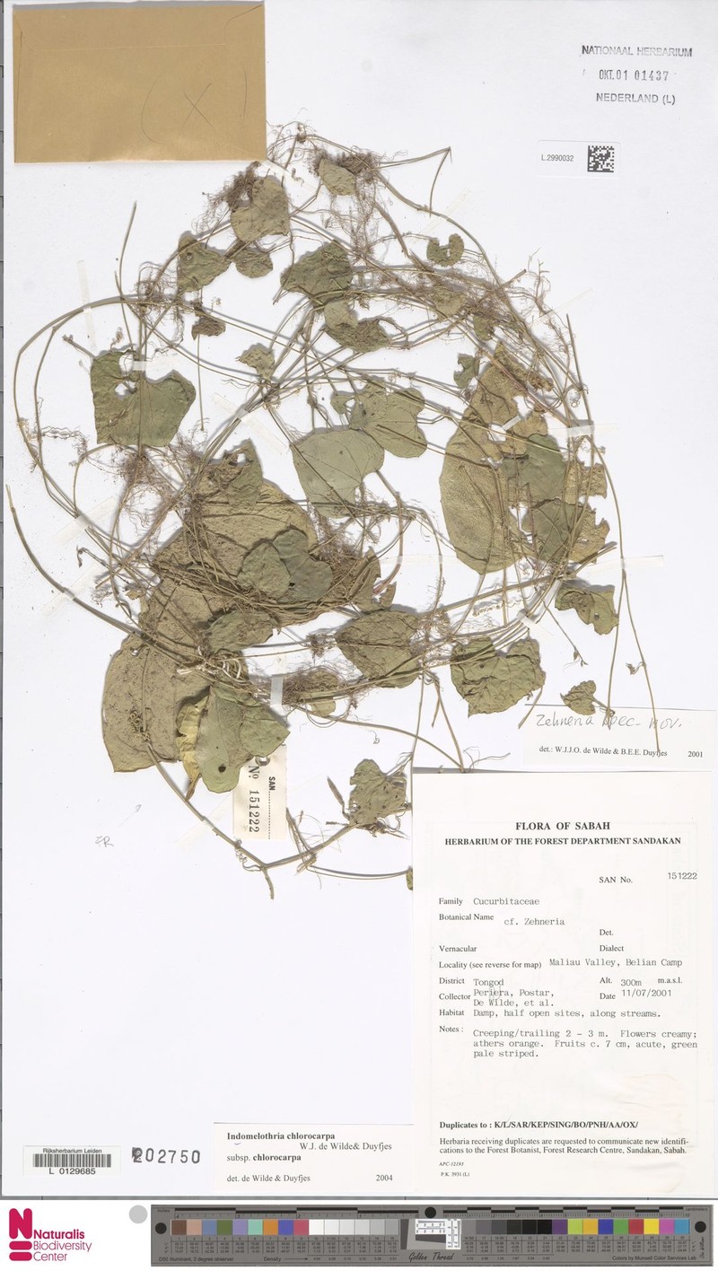 Indomelothria chlorocarpa subsp. chlorocarpa photo 2
