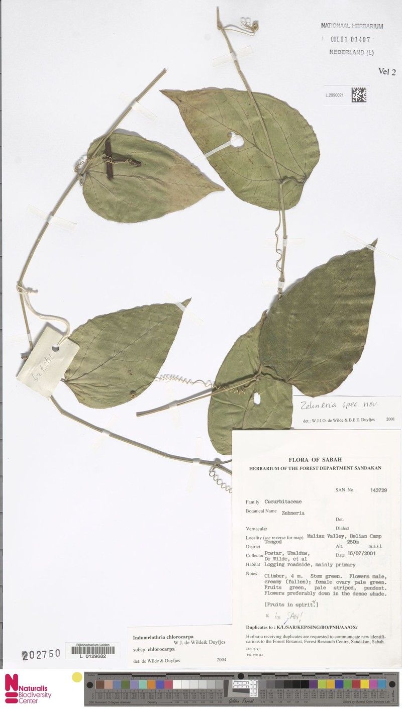 Indomelothria chlorocarpa subsp. chlorocarpa photo 3