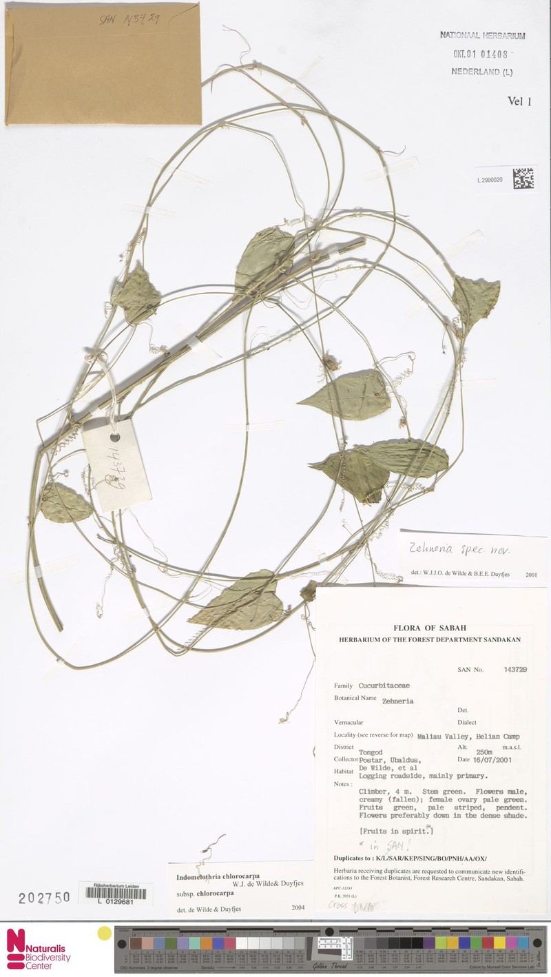 Indomelothria chlorocarpa subsp. chlorocarpa photo 4