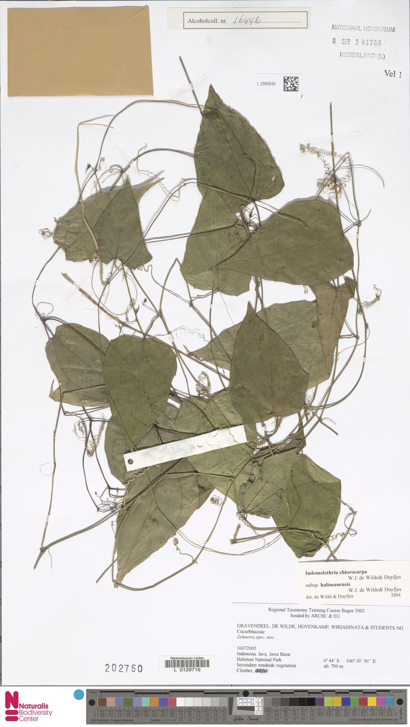 Indomelothria chlorocarpa subsp. halimunensis