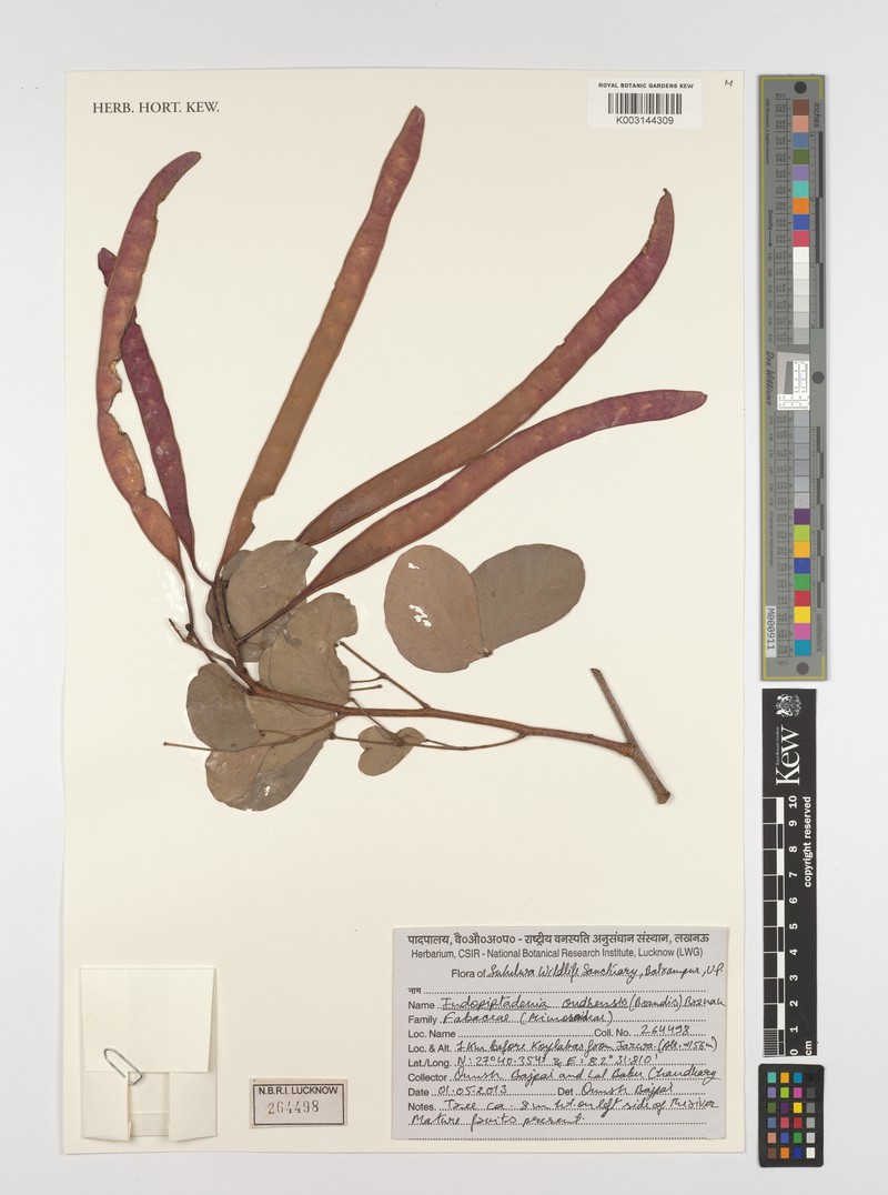 Indopiptadenia oudhensis