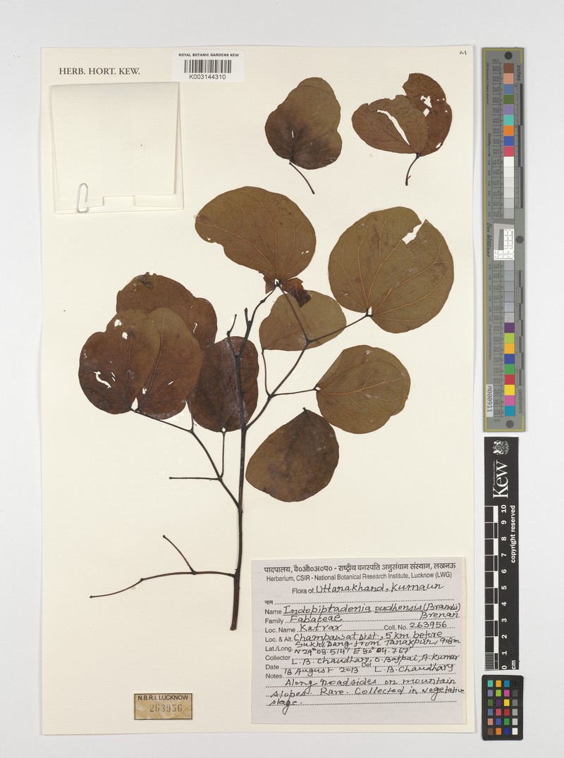 Indopiptadenia oudhensis photo 2
