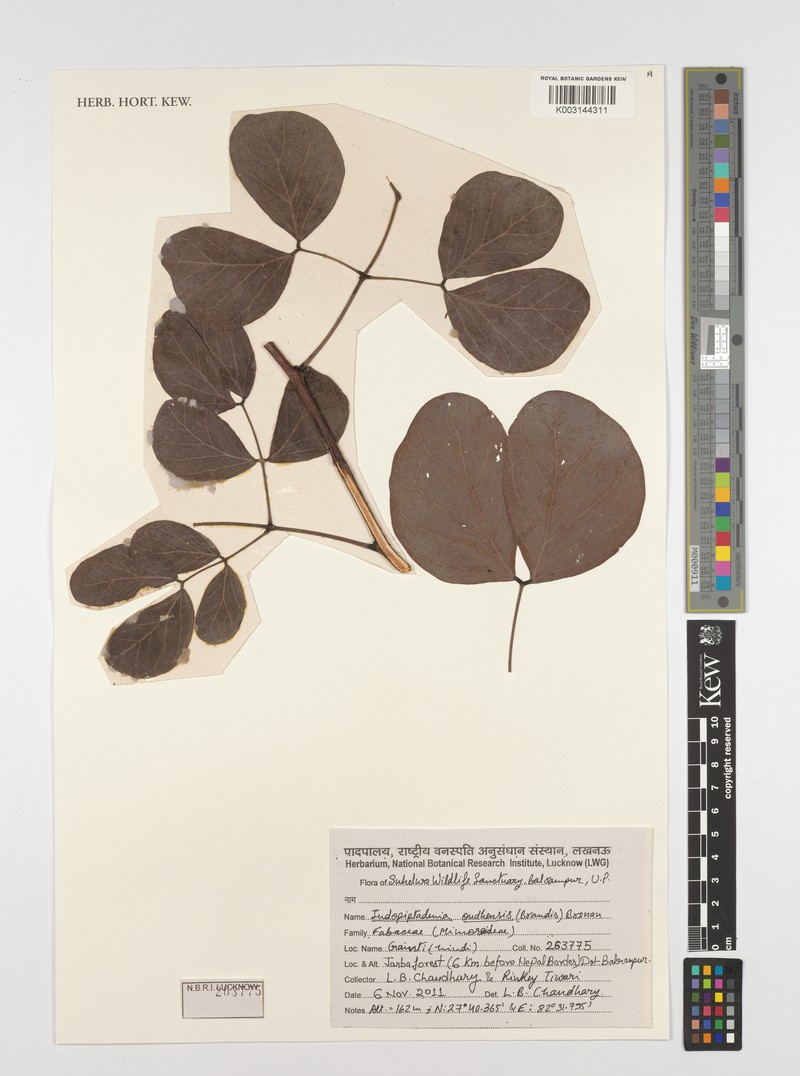 Indopiptadenia oudhensis photo 3