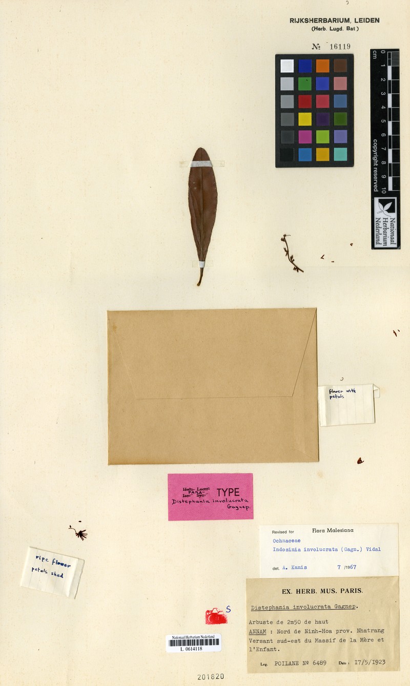 Indosinia involucrata