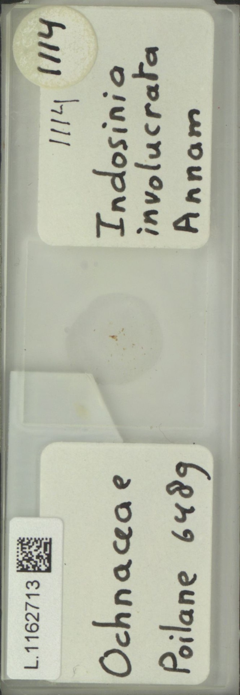 Indosinia involucrata photo 2