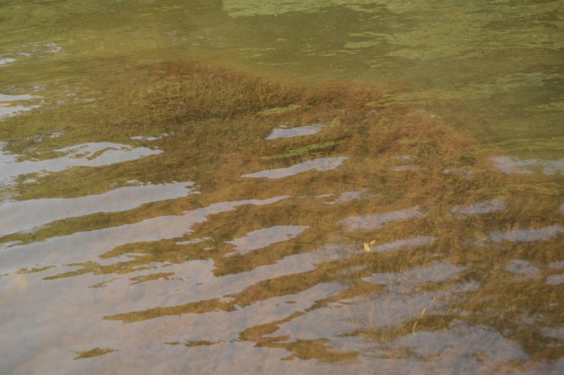 Indotristicha ramosissima