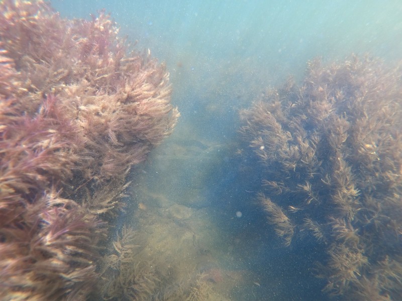 Indotristicha ramosissima photo 2