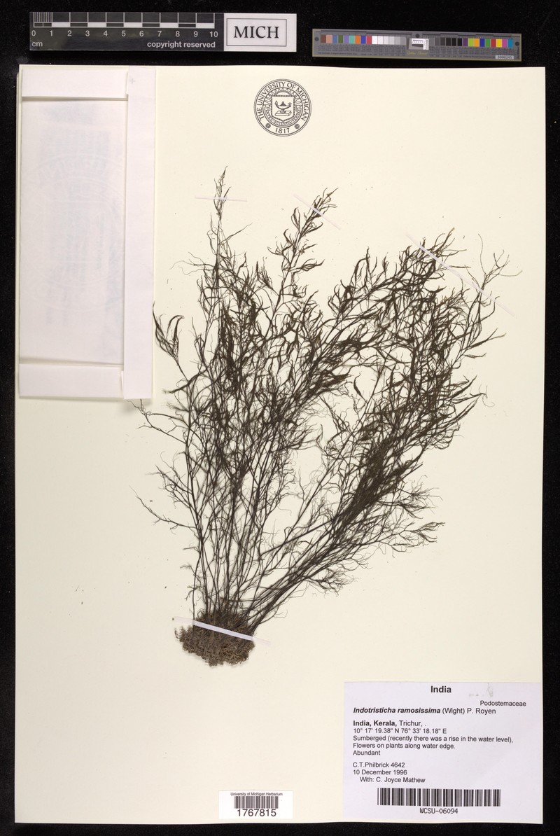 Indotristicha ramosissima photo 4
