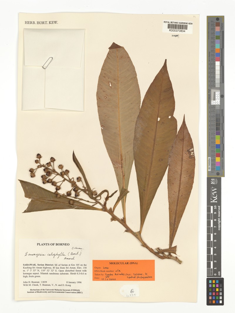 Indovethia calophylla