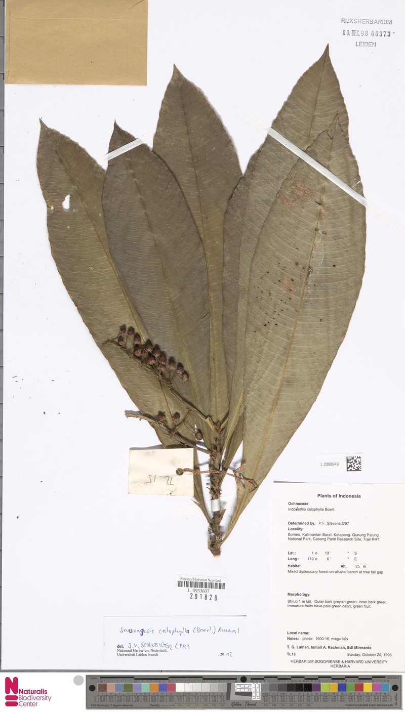 Indovethia calophylla photo 2