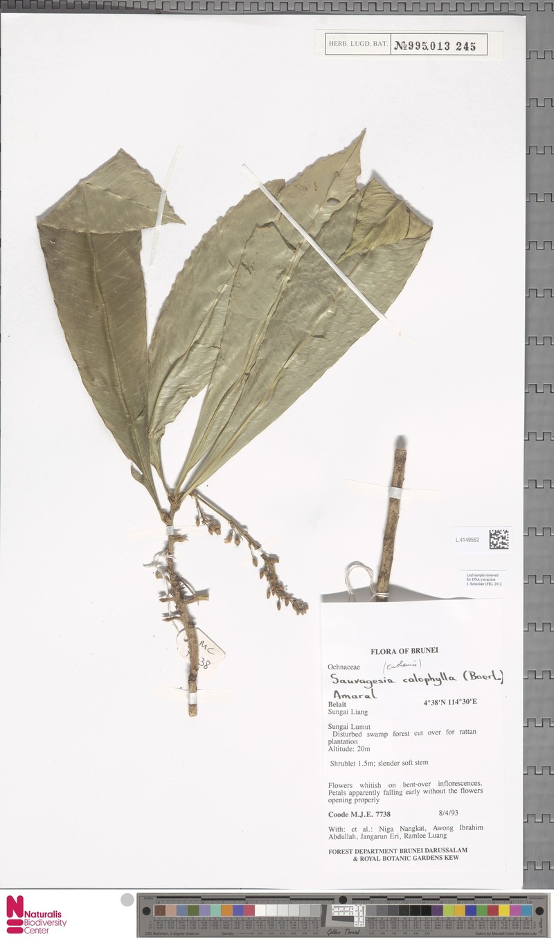 Indovethia calophylla photo 3