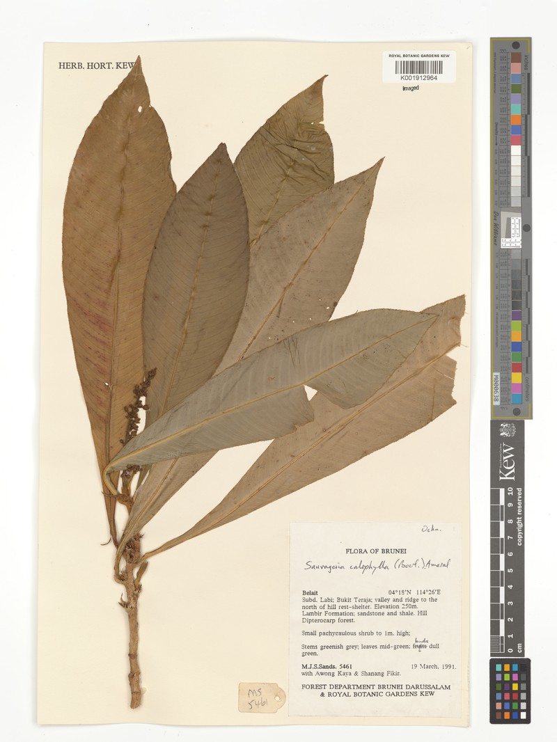Indovethia calophylla photo 4