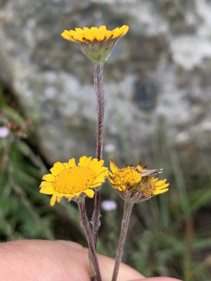 Inezia integrifolia