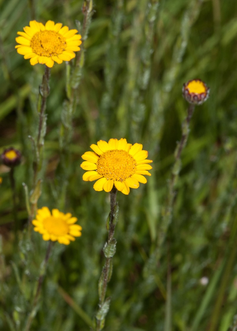 Inezia integrifolia photo 2