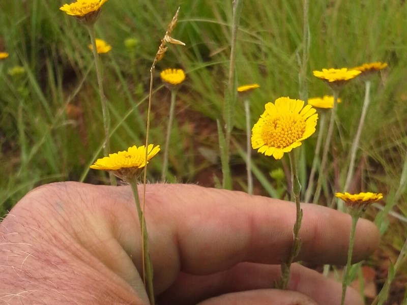 Inezia integrifolia photo 3