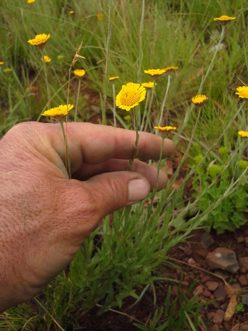 Inezia integrifolia photo 6