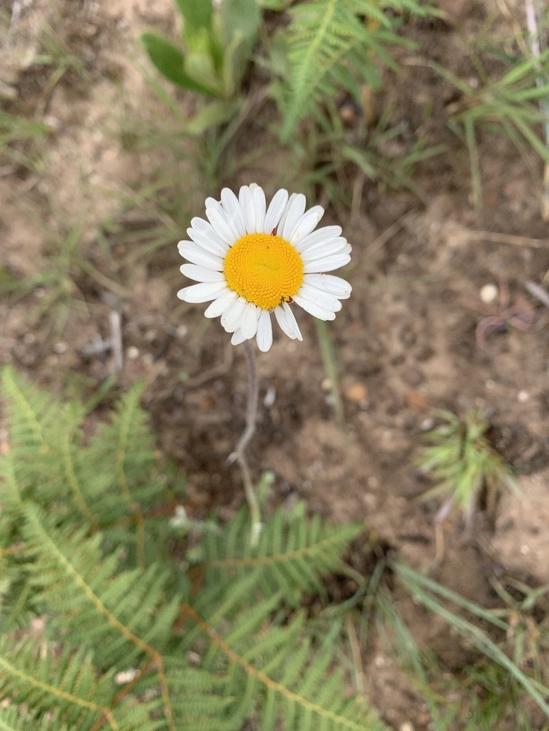 Inezia speciosa