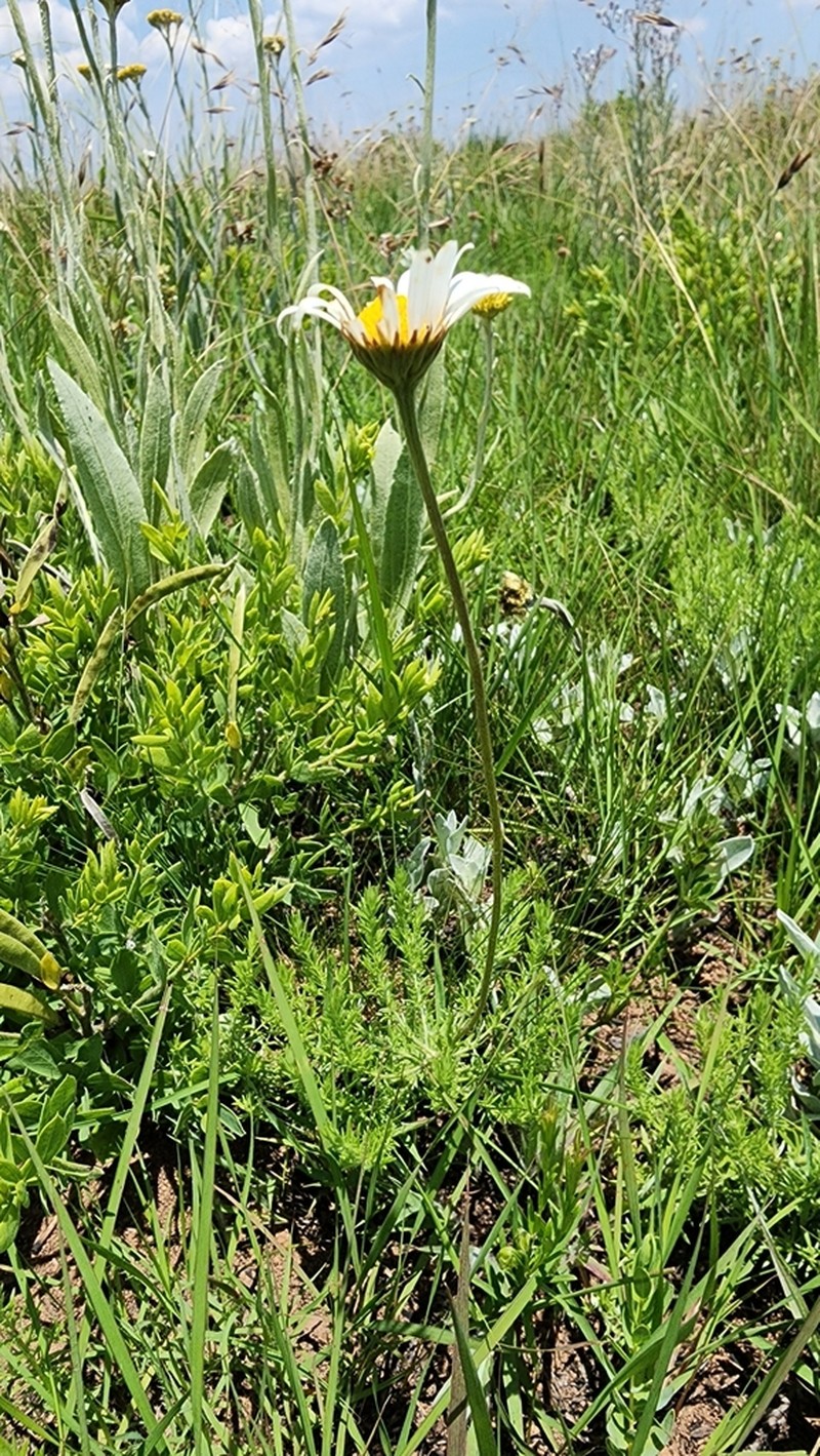 Inezia speciosa photo 2