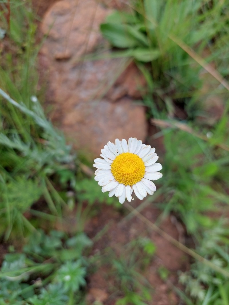 Inezia speciosa photo 3