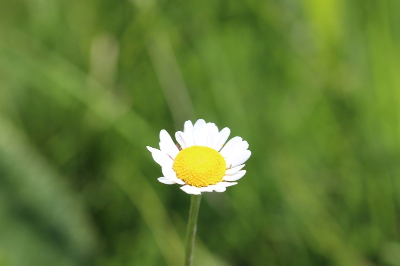 Inezia speciosa photo 5