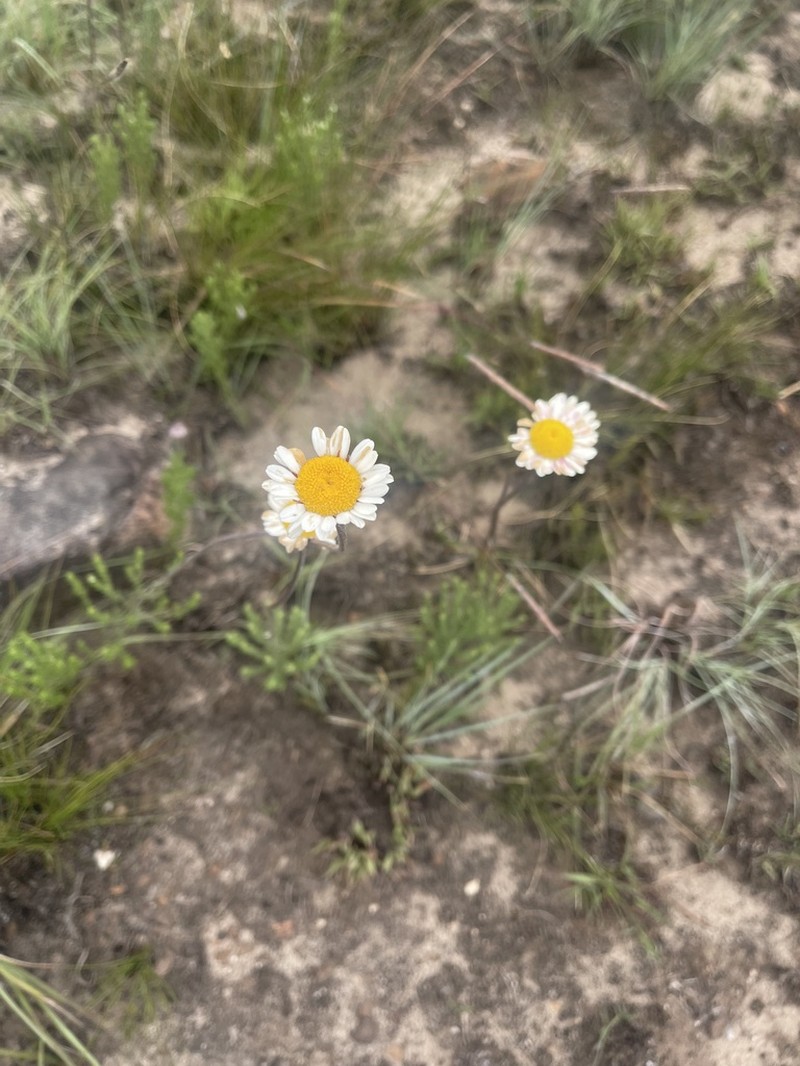 Inezia speciosa photo 6