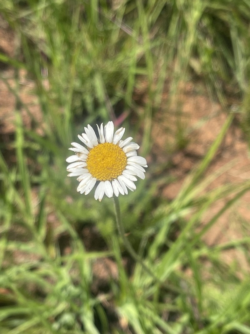 Inezia speciosa photo 7