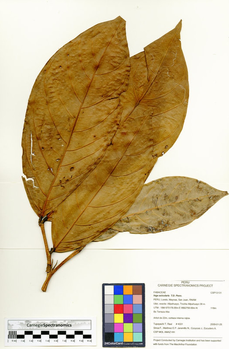 Inga acicularis
