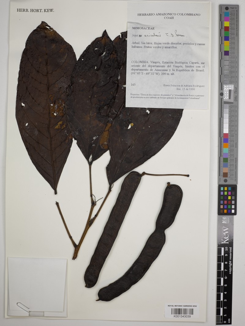 Inga acicularis photo 2