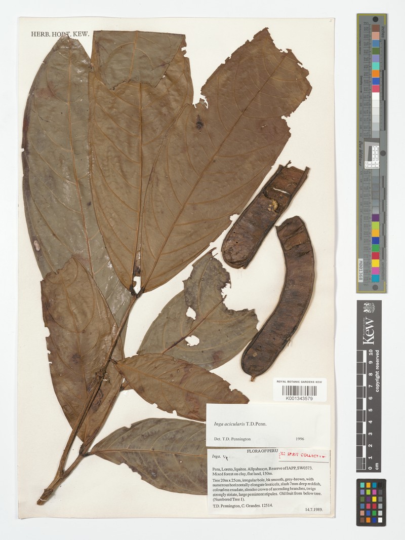 Inga acicularis photo 3