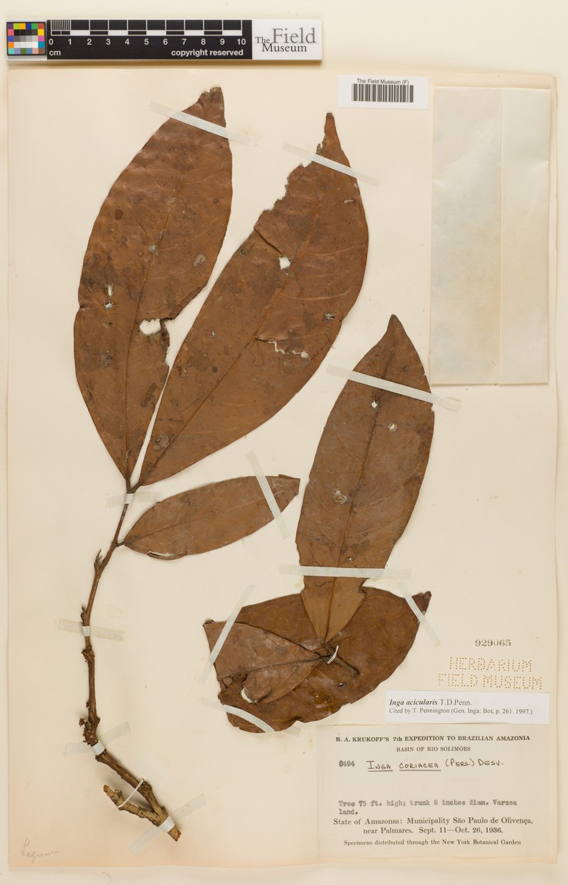 Inga acicularis photo 4