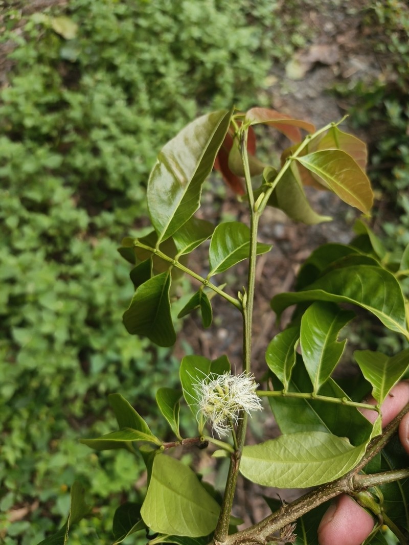 Inga acreana
