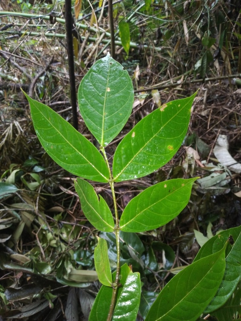 Inga acreana photo 2