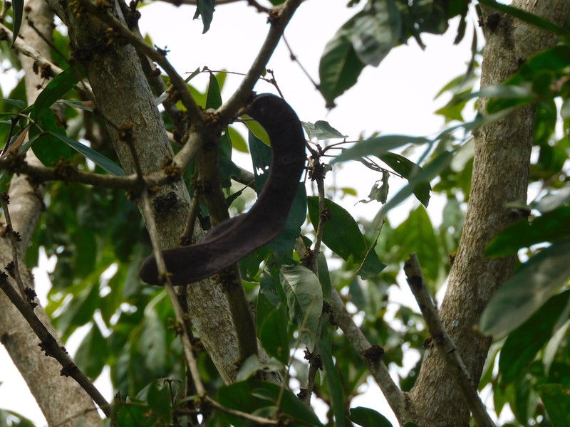 Inga acreana photo 4