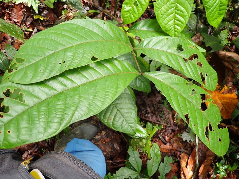 Inga acreana photo 5