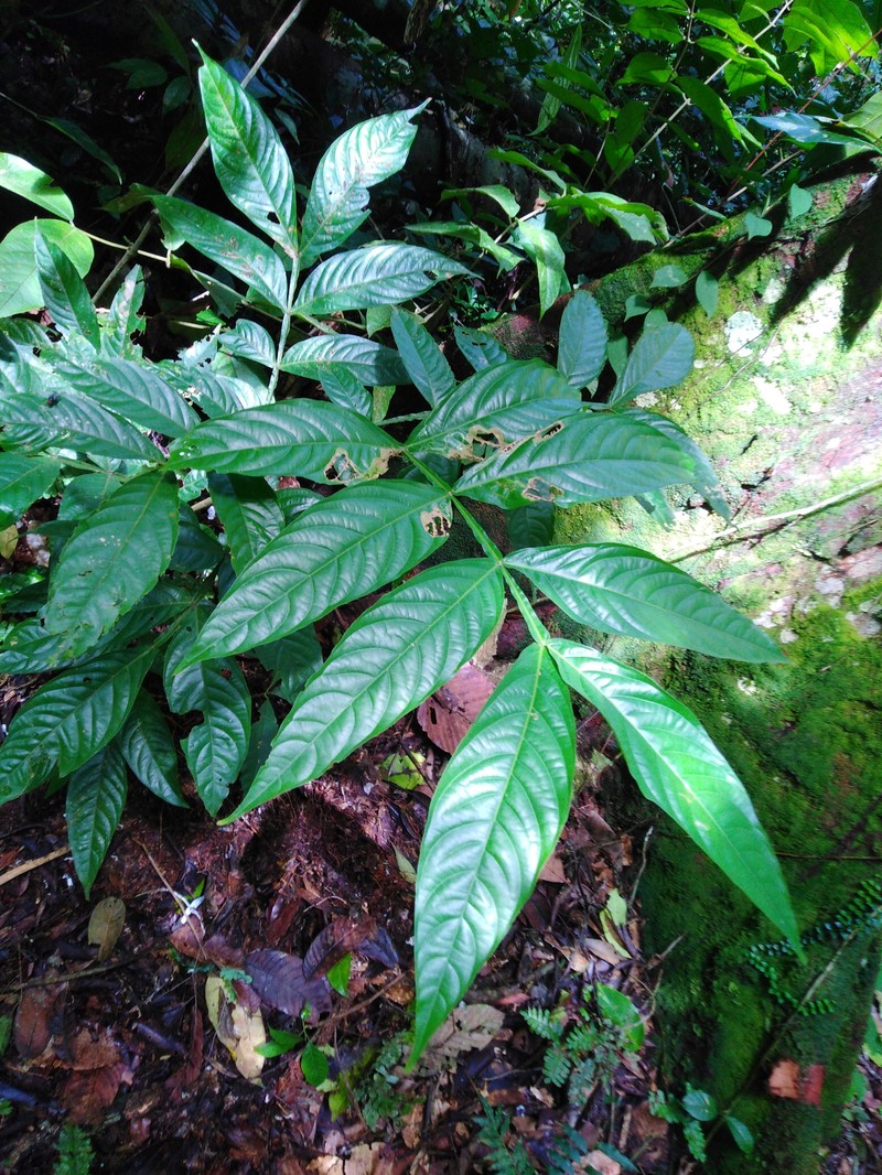 Inga acreana photo 6