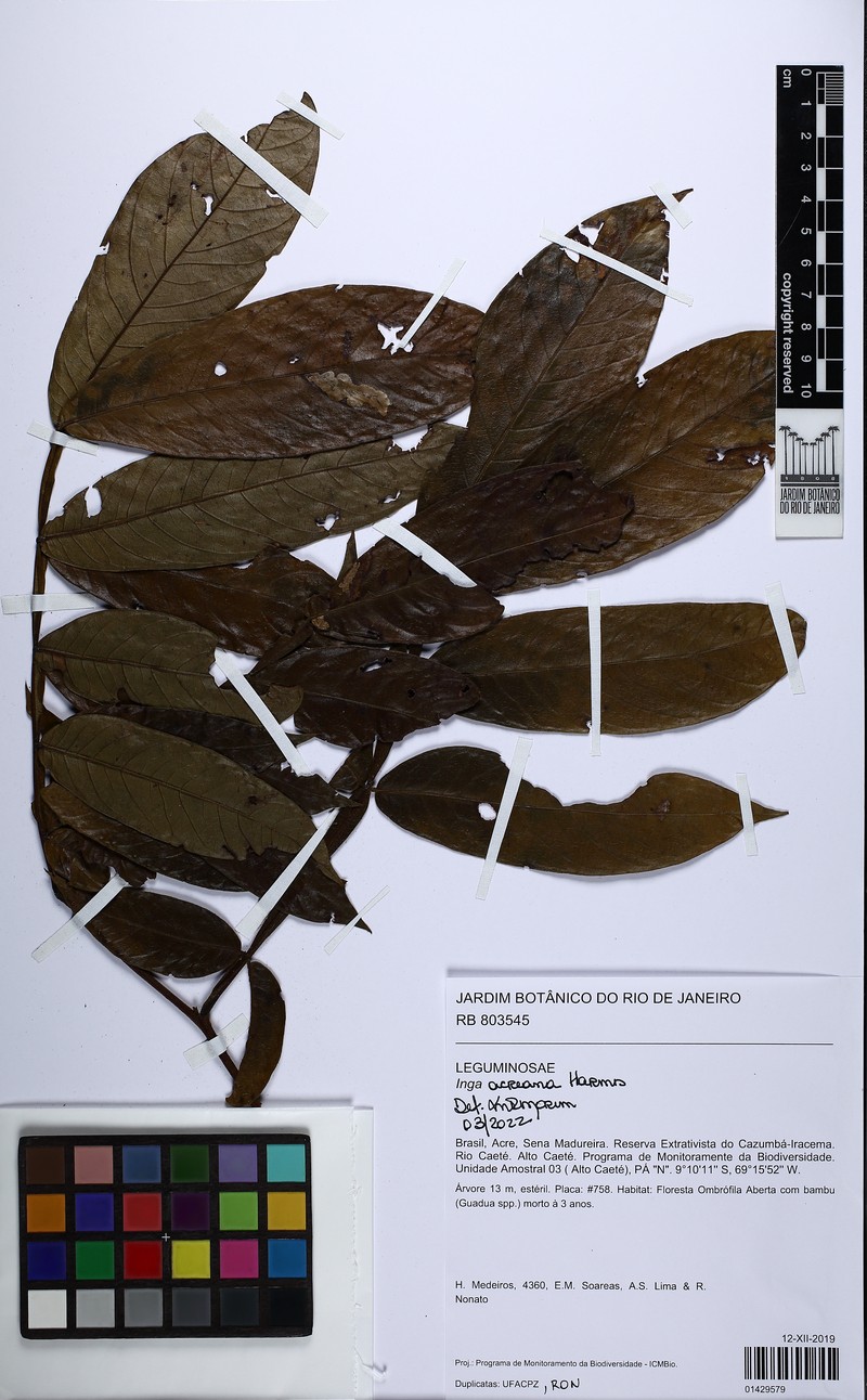Inga acreana photo 7