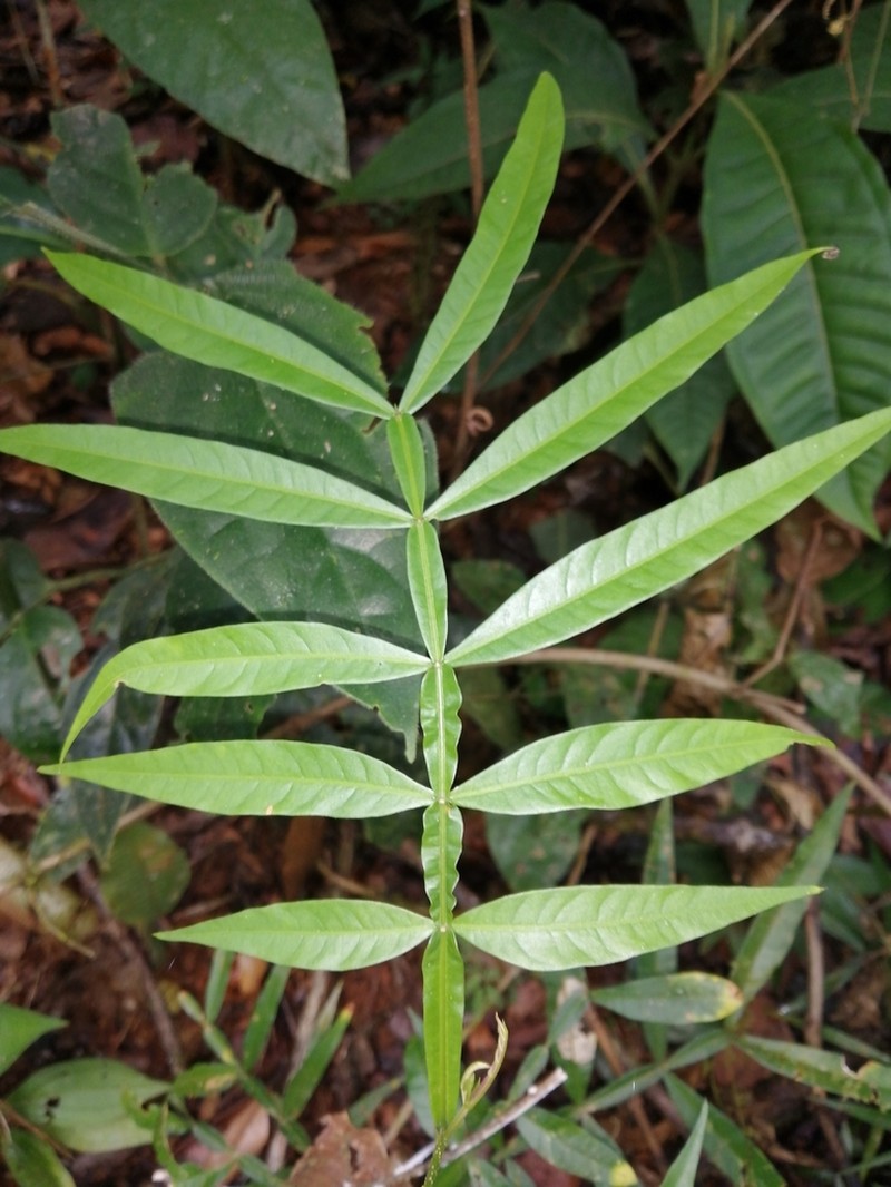Inga acuminata