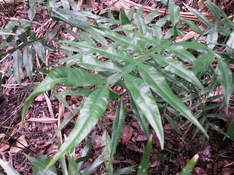 Inga acuminata photo 2